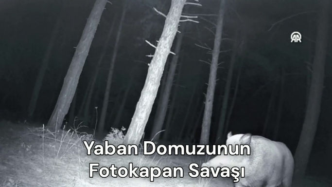 Yaban Domuzunun Fotokapan Savaşı!